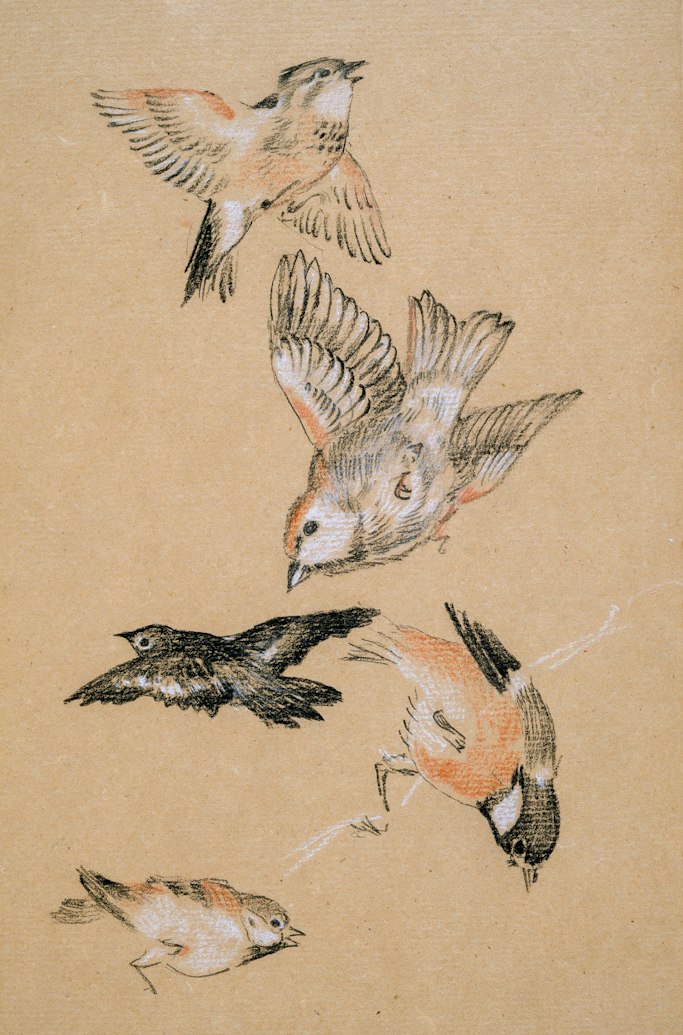 A study of finches drawn in with various color chalk on paper. Five finches are rendered in great detail, three of the finches are in flight; two are perched.