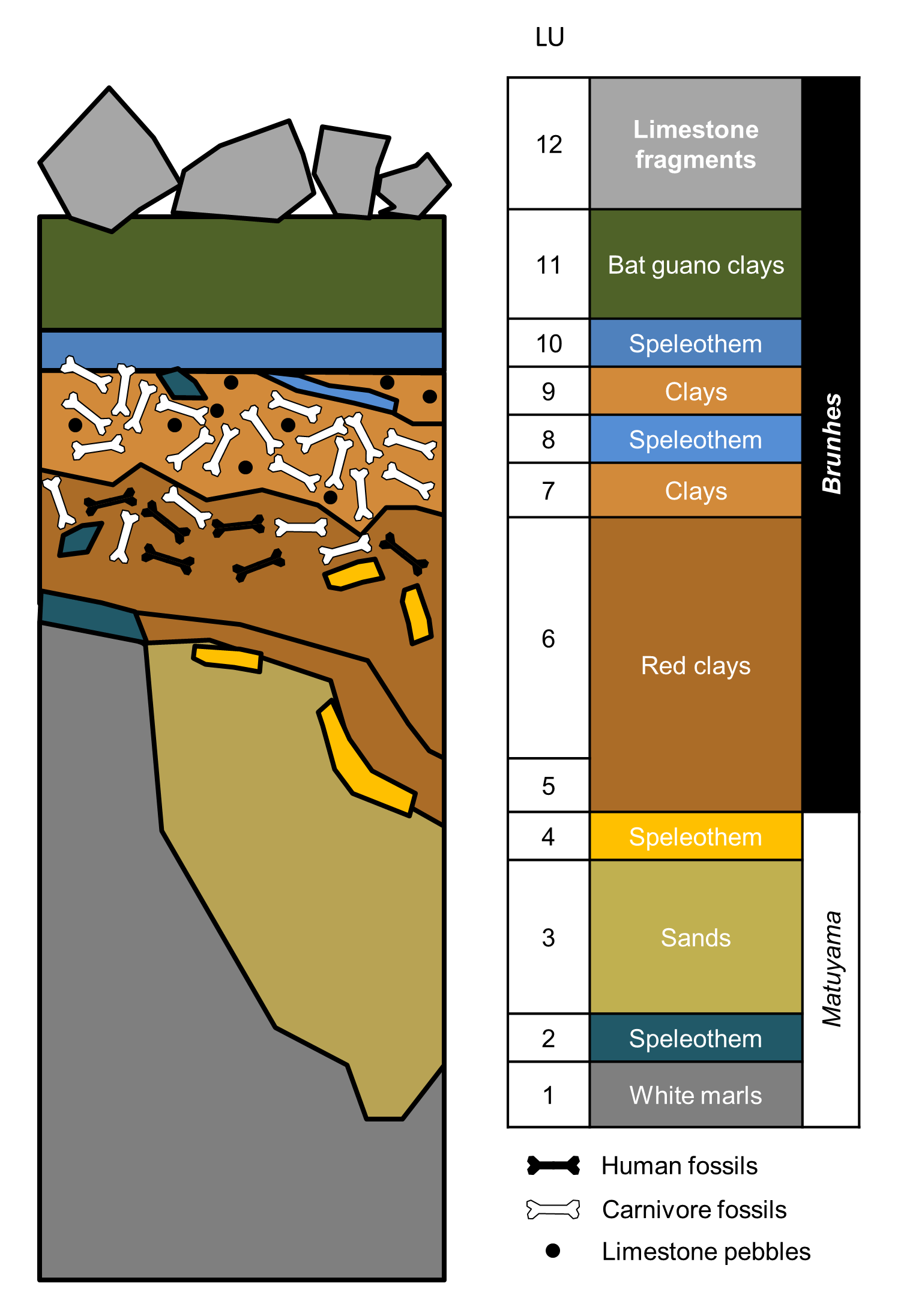 Illustrated cross-section of 12 rock layers labeled by material, with icons marking human and carnivore fossils and limestone pebbles. A right-side column shows layers 12–5 in the Brunhes magnetic interval and layers 4–1 in the Matuyama interval. The fossils and pebbles are found in the clays of the Brunhes interval.