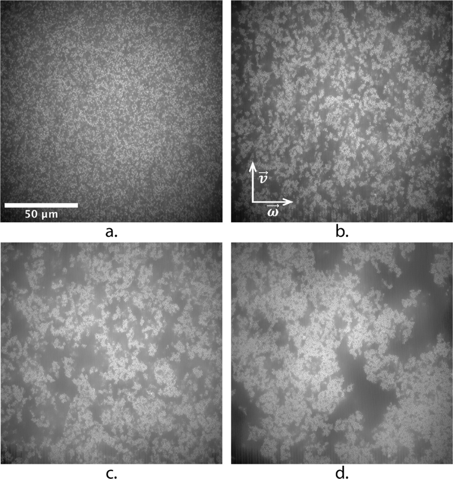 Four confocal micrographs show increasingly heterogeneous particle organization from panel a to panel d. Panel a has a fine, nearly uniform distribution. Panels b and c show progressively larger clusters, while panel d contains broad dense aggregates separated by dark gaps. Panel a includes a 50 micrometer scale bar.