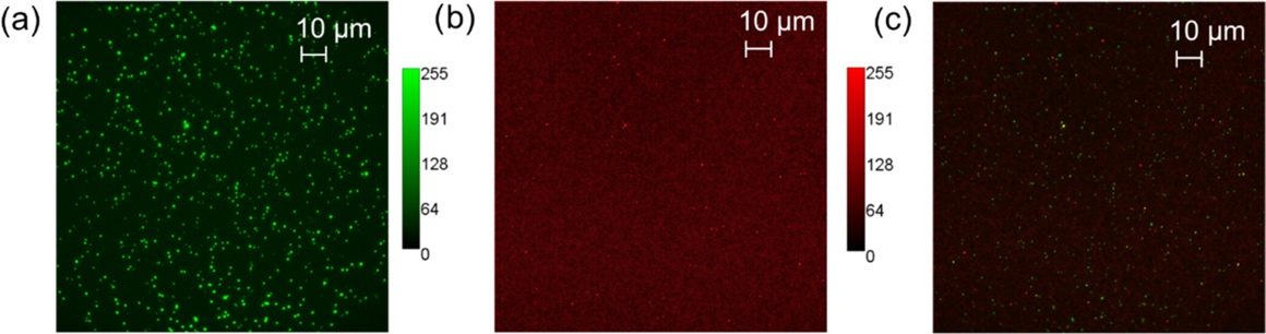 Three fluorescence micrographs compare the two channels and their merged view. Panel a contains numerous bright spots across the field. Panel b has a faint background with only a few bright spots. Panel c shows scattered signals from both channels. Each panel includes a 10 micrometer scale bar.