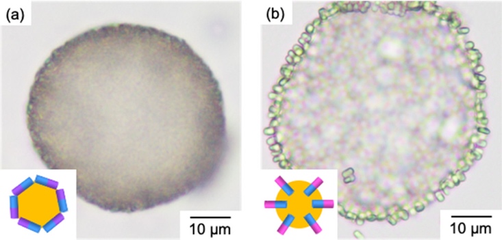 Panel a shows a nearly circular droplet with a smooth, compact boundary. Panel b shows a more irregular droplet with distinct cylindrical particles arranged around its perimeter. Insets illustrate the particle arrangements associated with each panel. Both panels include 10 micrometer scale bars.