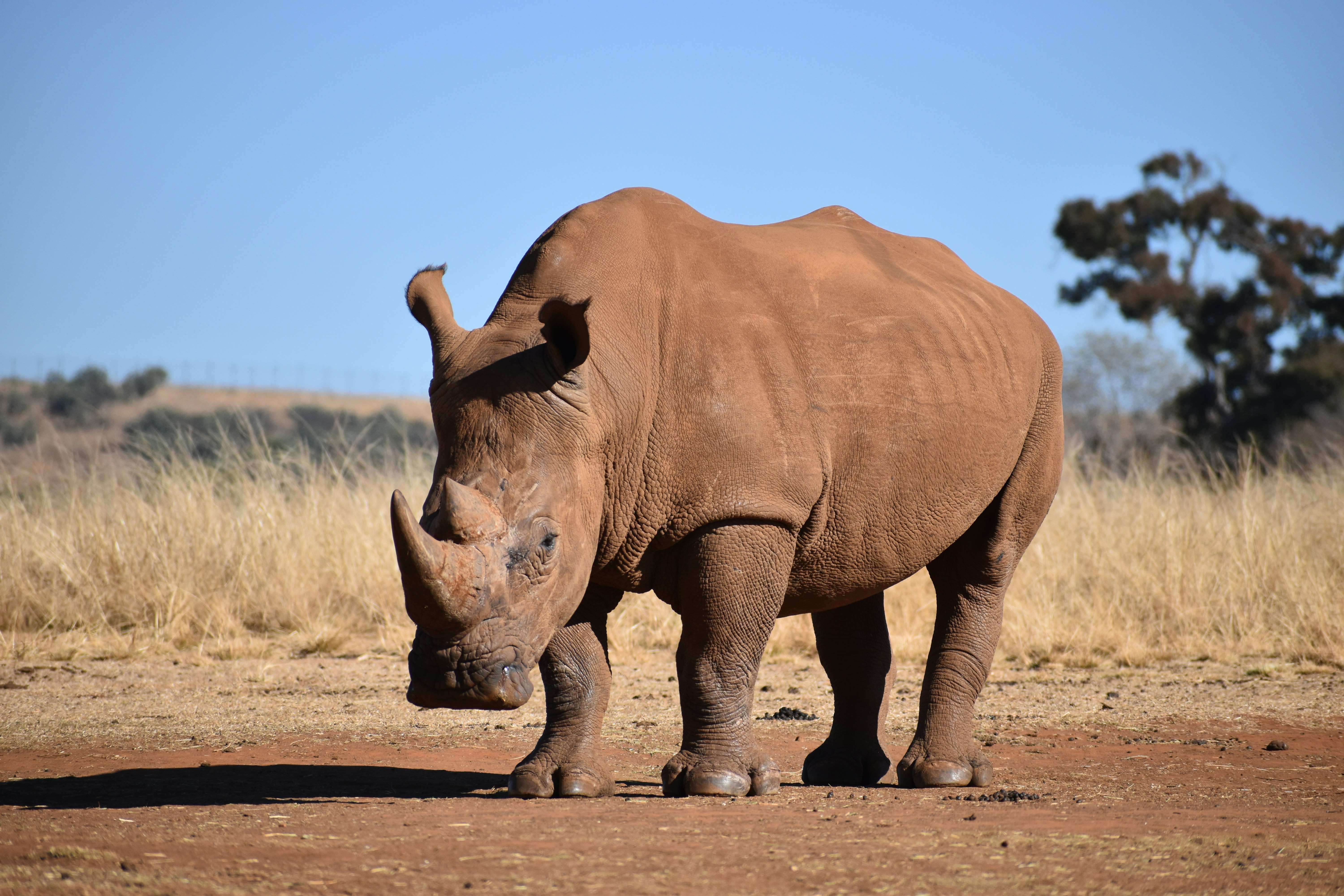 An adult rhinoceros with pebbled, leathery brown skin stands on stocky legs ending in three-toed hooves. A long front horn and a smaller horn behind it project from the face above small eyes. The rhinoceros stands on reddish-brown ground amid tall grass and scattered trees beneath a clear sky.