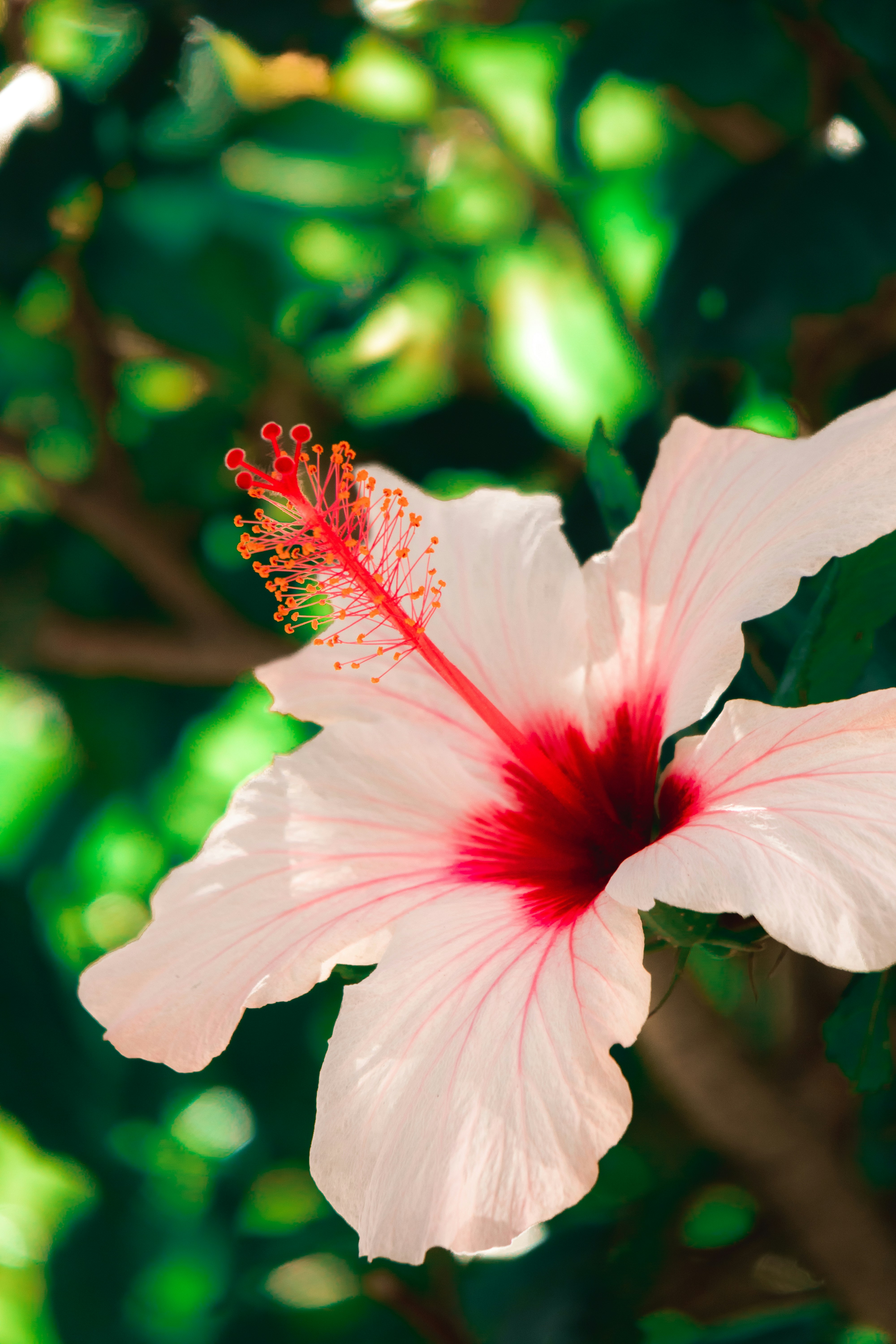 A pale pink hibiscus flower with red veining and a deep red center. It has a long red stamen with orange-tipped anthers extending outward.