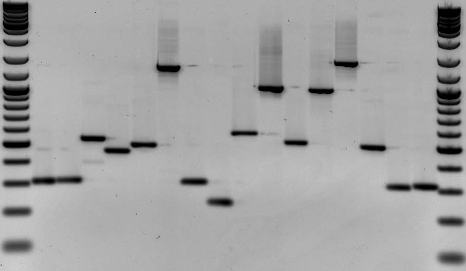 Gel electrophoresis image shows molecular size ladders at both ends and multiple unlabeled sample lanes. Each lane contains one prominent band at a different migration distance, with several faint secondary bands and light smearing in the upper regions. Band positions vary across the lanes, indicating samples with different fragment sizes.