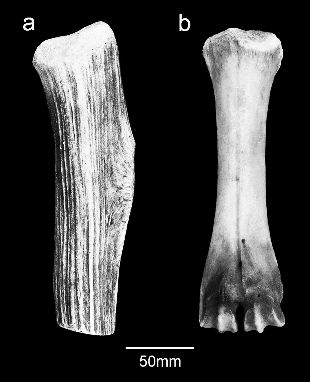 Two bone specimens are shown against a black background. On the left (a) is a rough antler fragment. On the right (b) is a cattle metacarpal with a rounded, worn proximal end.
