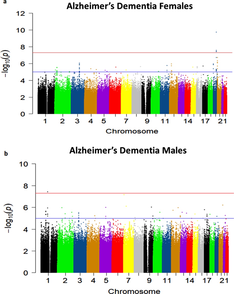 Two Manhattan plots compare chromosome-wide association results for Alzheimer’s dementia in females and males. The x-axis lists chromosomes, and the y-axis shows negative log base 10 p values. In females, the tallest peak near the final chromosomes reaches about 10 and exceeds the upper threshold near 7.3. In males, most points remain below this threshold, with the highest peak near chromosome 7.