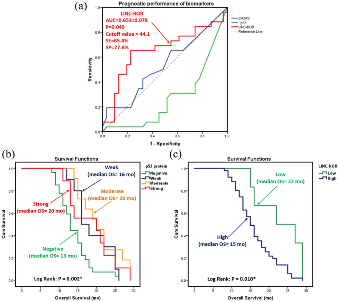 Three-panel biomarker analysis. Panel a plots sensitivity against 1 minus specificity for CASP3, p53, and LINC-ROR; LINC-ROR has an AUC of 0.653, cutoff 44.1, sensitivity 65.4 percent, and specificity 77.8 percent. Panel b shows p53 survival curves with median overall survival of 13 months for negative, 16 for weak, and 20 for moderate and strong groups. Panel c shows median survival of 22 months for low LINC-ROR and 15 months for high LINC-ROR.