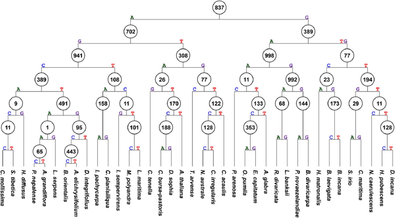 A rooted phylogenetic tree groups multiple plant species by branching relationships. Species names appear at the tips, while internal nodes contain numbered circles. Branches are annotated with nucleotide states A, C, G, and T, marking sequence changes along different lineages. The tree divides into two major branches near the root and then into progressively smaller species groups